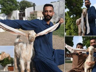 Goat breeder shows off two-month-old Simbi&#8217;s &#8216;world record&#8217; 21½-inch ears 71907185 0 image a 6 1686224732650 326x245