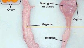 How many Eggs are Women Born with and How Much Do they lose During their Menstrual Cycle