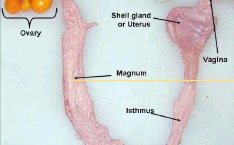 How many Eggs are Women Born with and How Much Do they lose During their Menstrual Cycle