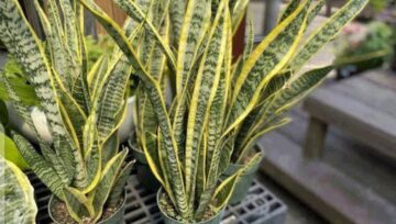 Here Are Some Great Reasons To Keep This Plant In Your Yard