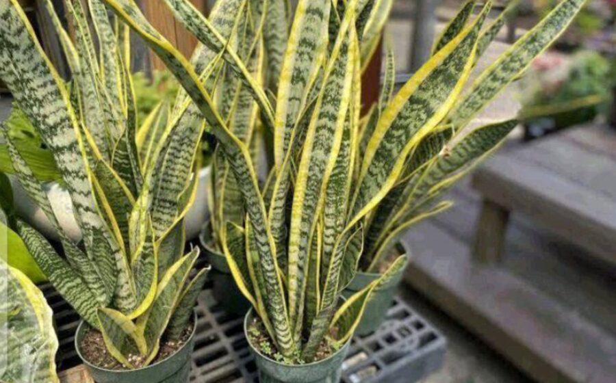 Here Are Some Great Reasons To Keep This Plant In Your Yard