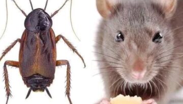 How to get rid of stubborn rats, bed bud and cockroaches