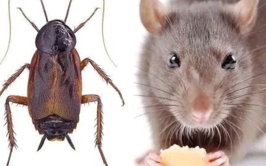 How to get rid of stubborn rats, bed bud and cockroaches