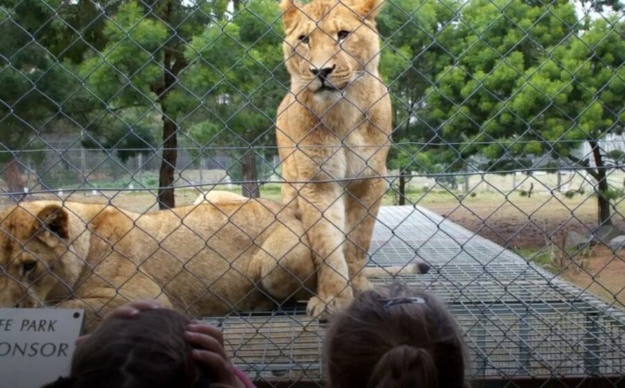 Zoo Horror Moment: Lion Approaches Little Girl as Visitors Film Instead of Helping