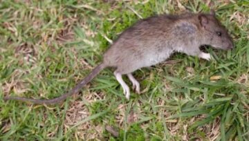 (Opinion) Don’t Waste Money To Buy Poison Rat Instead use Onions To Kill Rats Easily