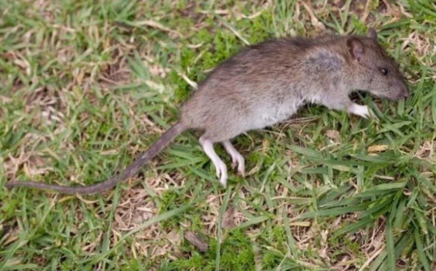 (Opinion) Don’t Waste Money To Buy Poison Rat Instead use Onions To Kill Rats Easily