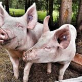 OPINION: 4 Reasons Why You Should Never Eat Pork