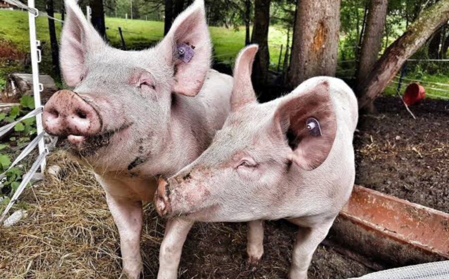 OPINION: 4 Reasons Why You Should Never Eat Pork