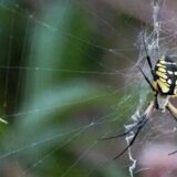 If You Are Walking And Your Face Get Caught By A Cobweb Do These 3 Things