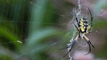 If You Are Walking And Your Face Get Caught By A Cobweb Do These 3 Things